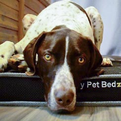 Luxury Pet Beds - img